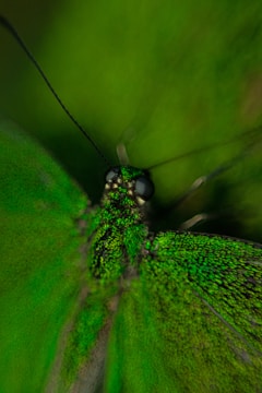 Close-up of a digital illustration showing detailed butterfly wings in motion.