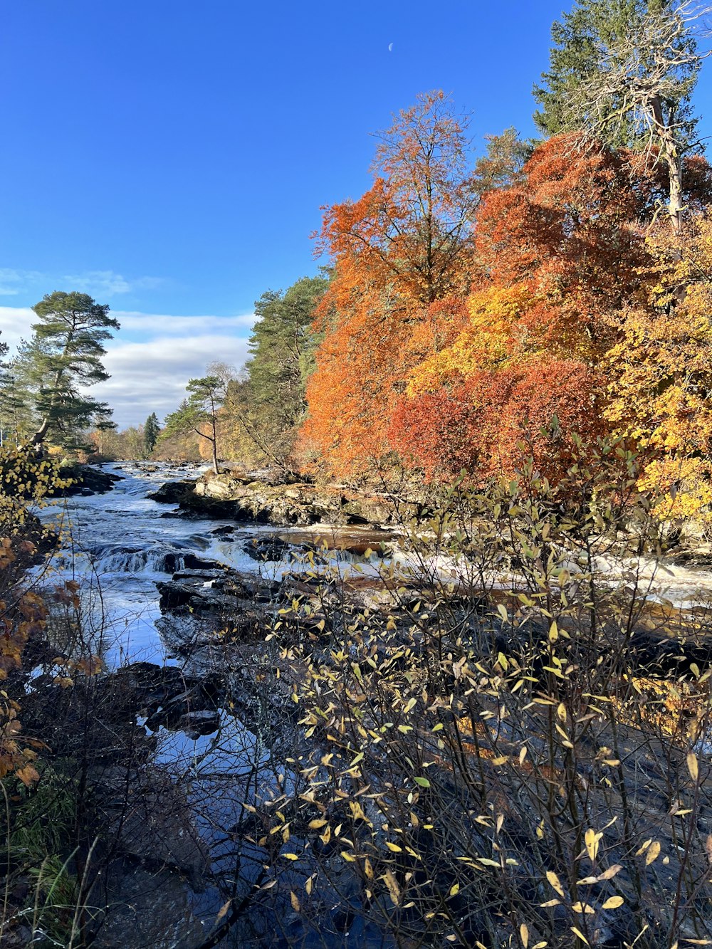 a river running through a forest filled with lots of trees