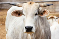 Close-up of a Wagyu bull’s face showing strength and calmness in natural light.