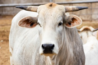 A close-up of a healthy bull ready for breeding.