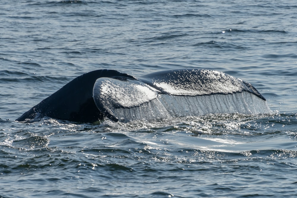 La cola de una ballena gris revolotea fuera del agua