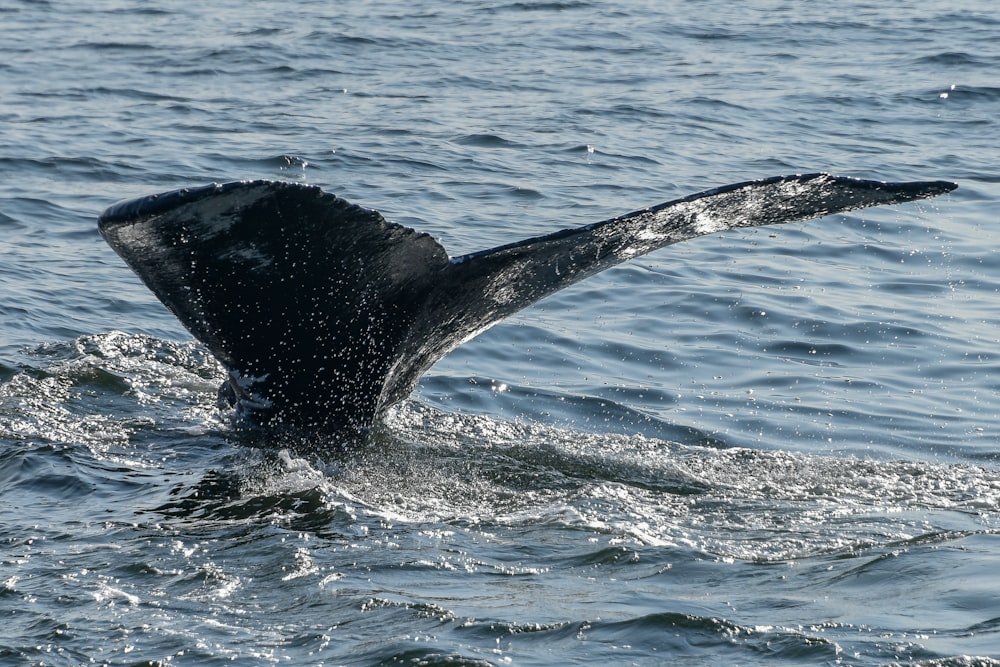 a whale's tail flups out of the water