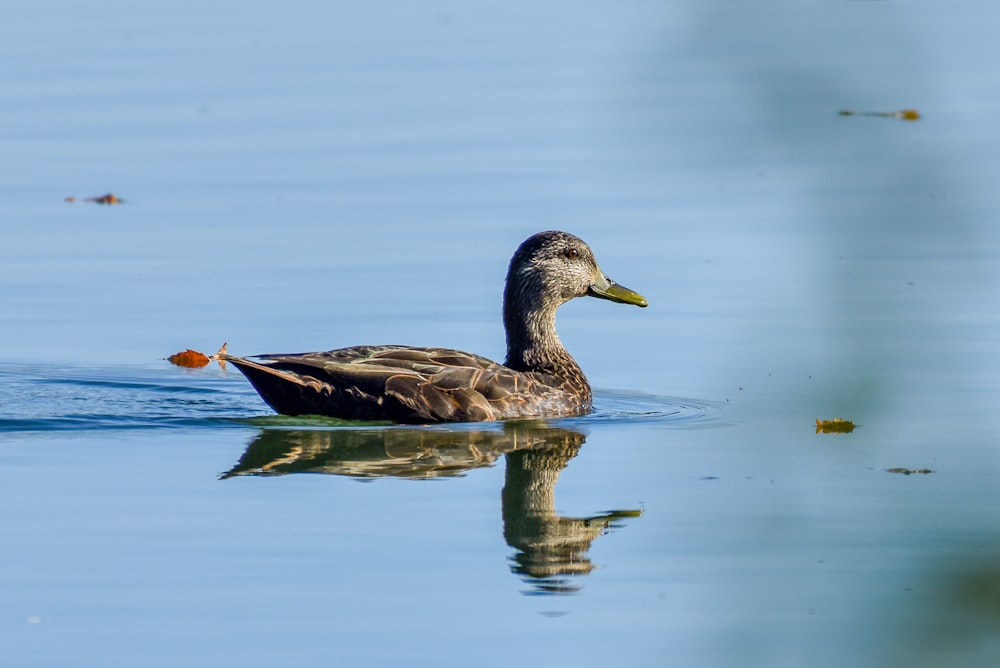 a duck floating on top of a body of water