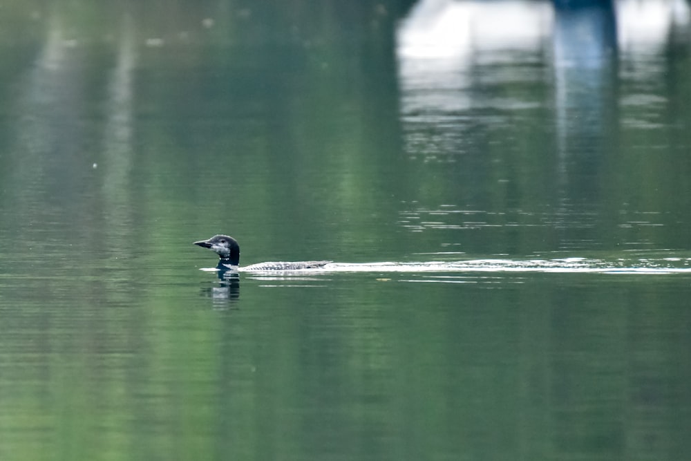 un pájaro que está nadando en un poco de agua