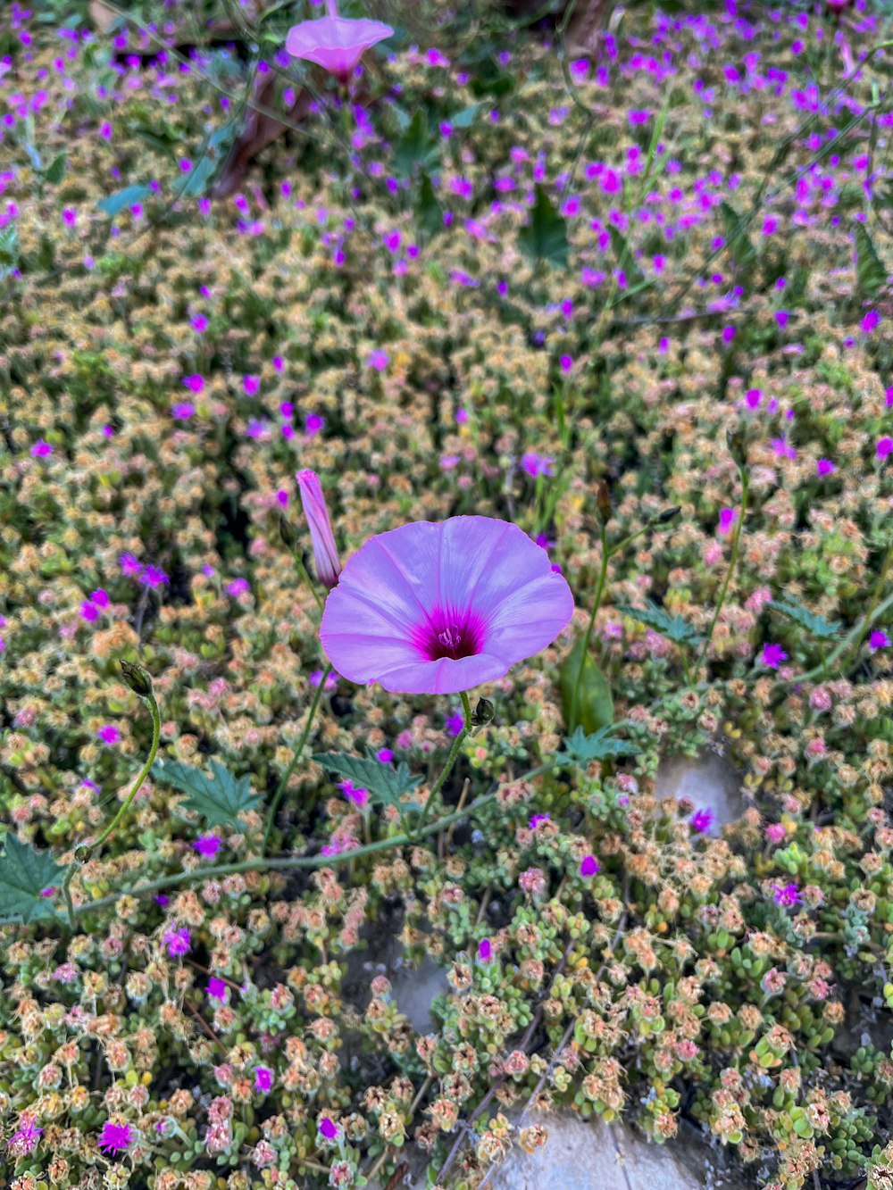 a purple flower in a field of purple flowers