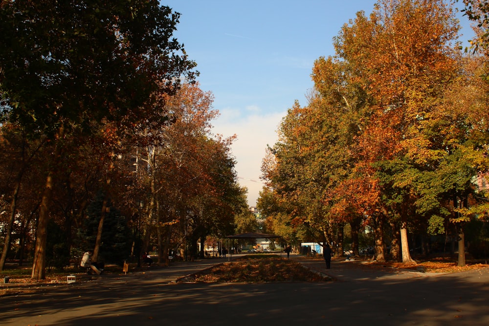 a street lined with lots of trees next to a forest