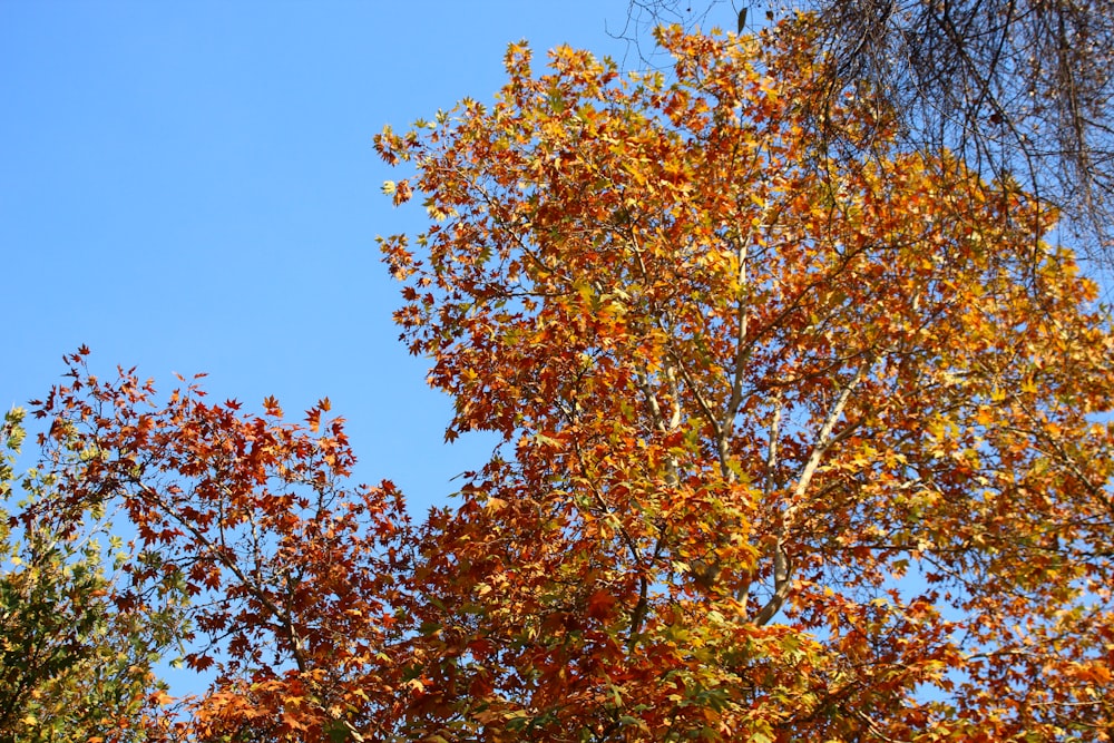 a blue sky and some trees with orange and yellow leaves