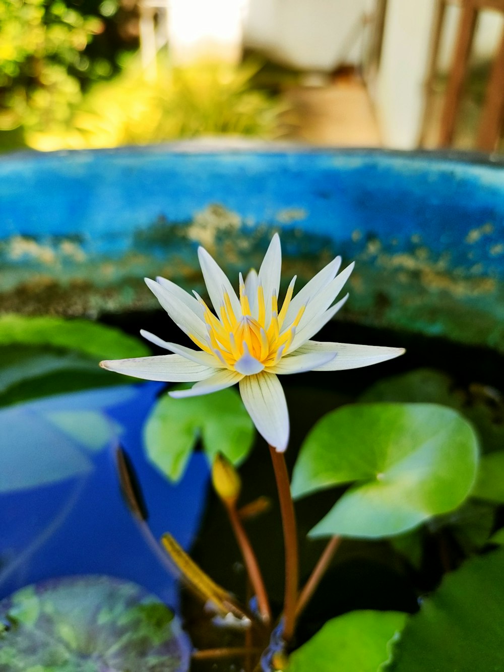 a white water lily floating in a pond