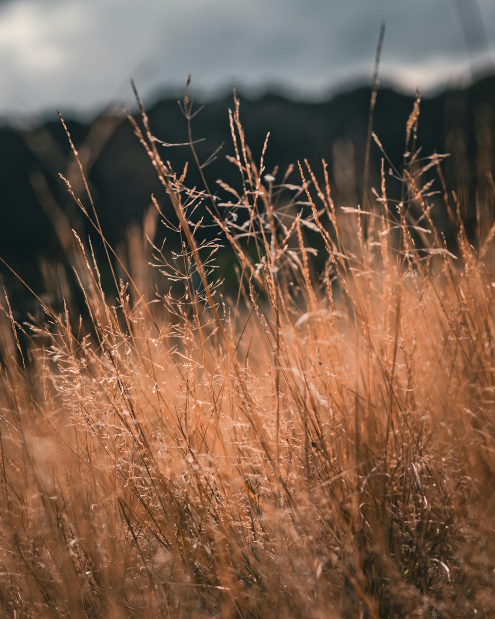 a field of tall brown grass with mountains in the background