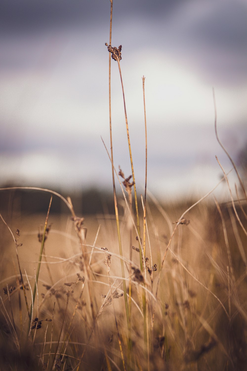 a close up of a plant in a field