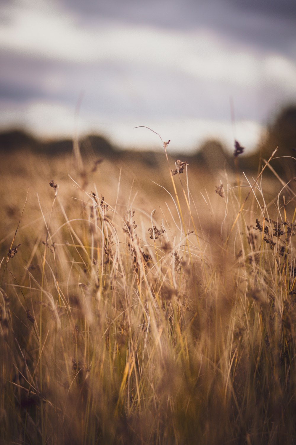 a field of tall brown grass under a cloudy sky