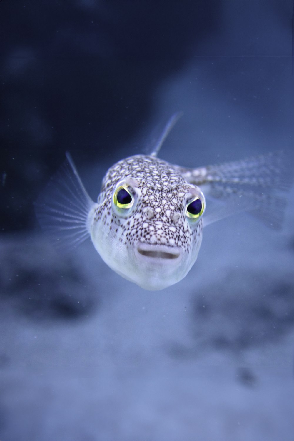 a close up of a puffer fish in the water