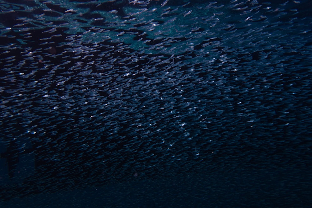 a large amount of bubbles floating in the water