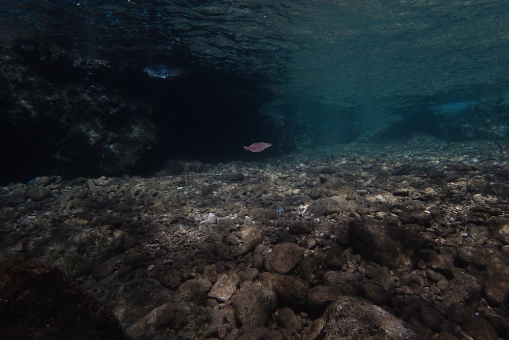 a fish is swimming in the water near rocks