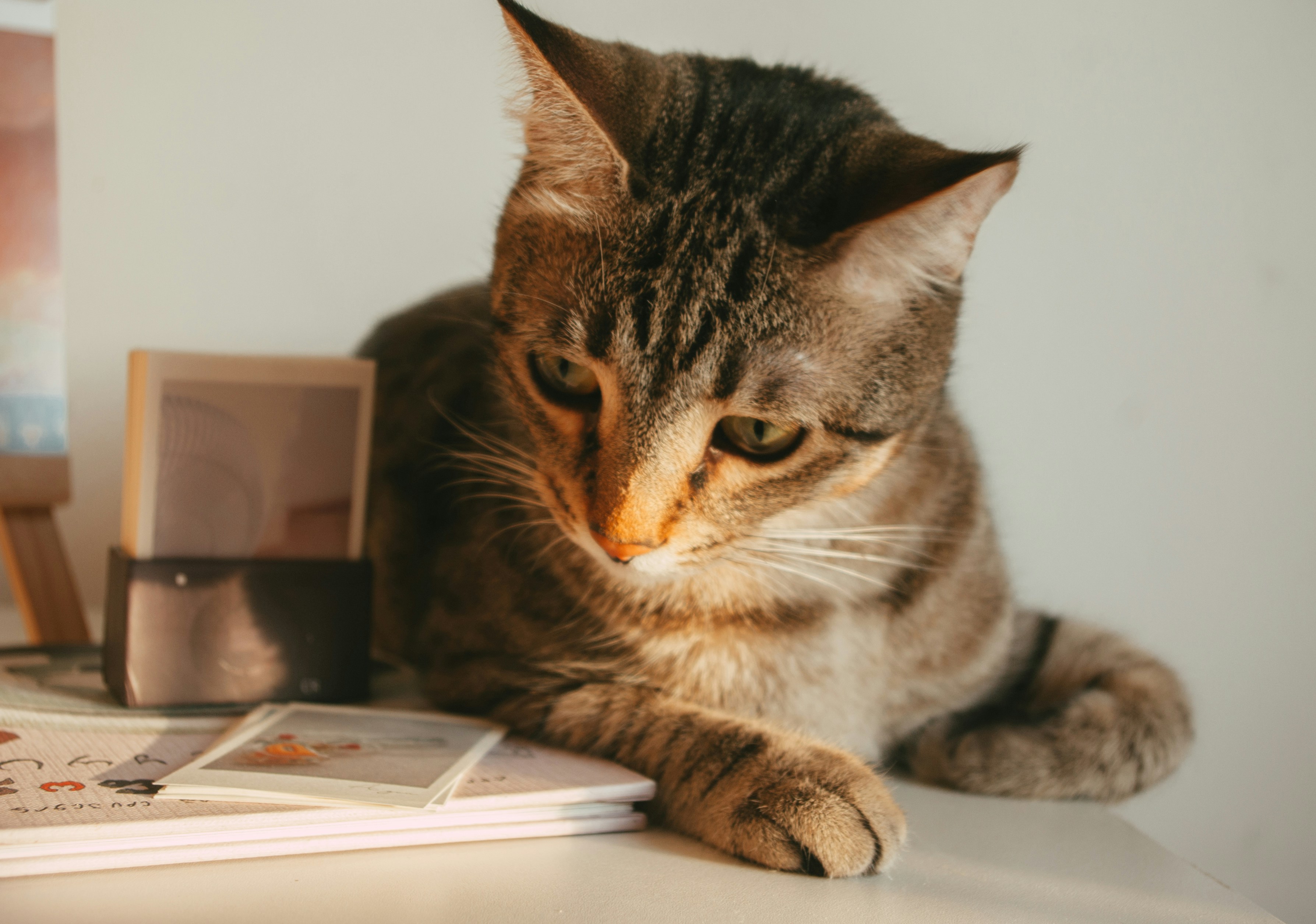 Pet insurance comparison chart on tablet