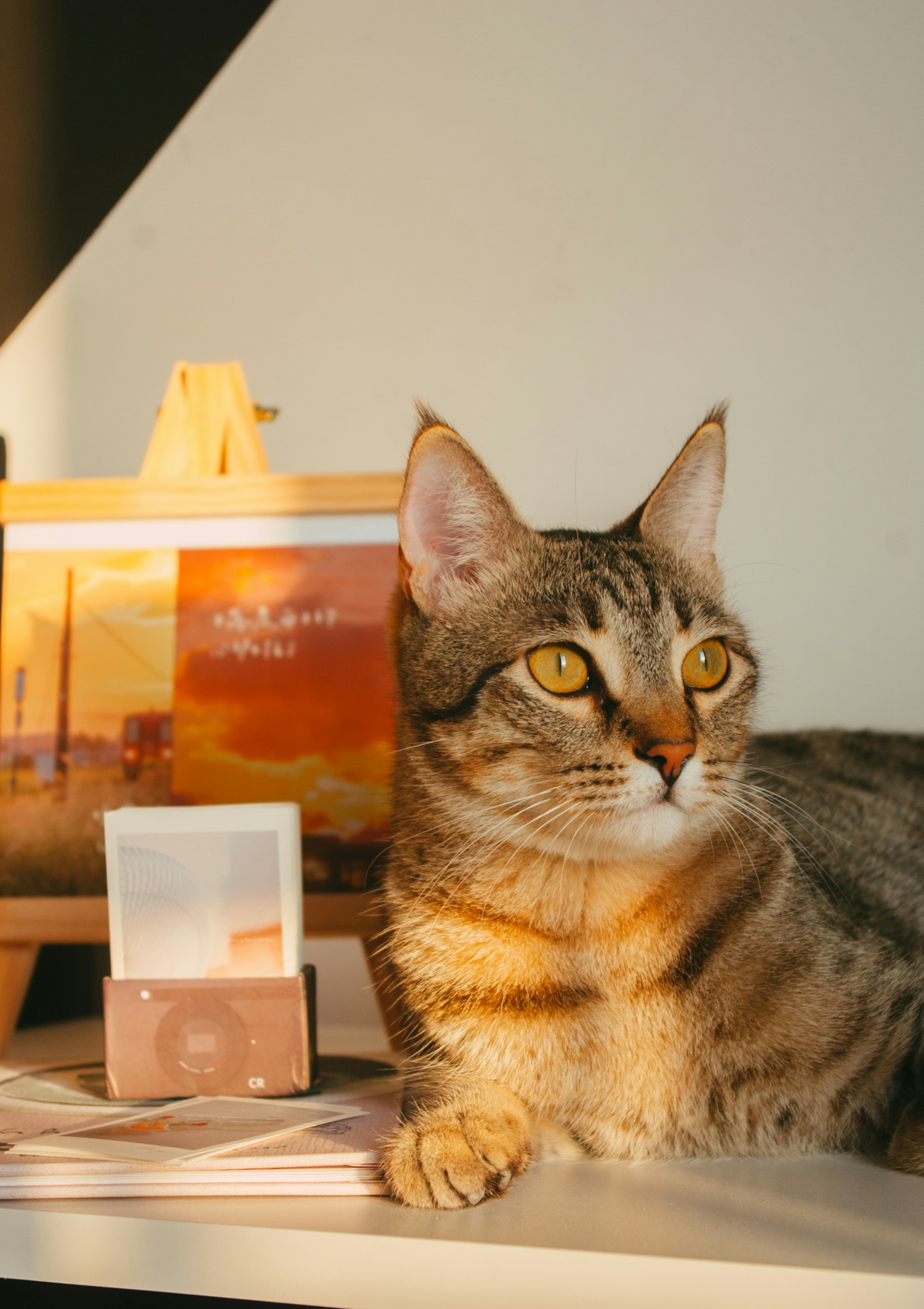 A tabby cat with striking yellow eyes sits elegantly on a white surface, next to some printed photographs and a booklet. The background features a colorful painting or photograph with a sunset scene mounted on an easel.