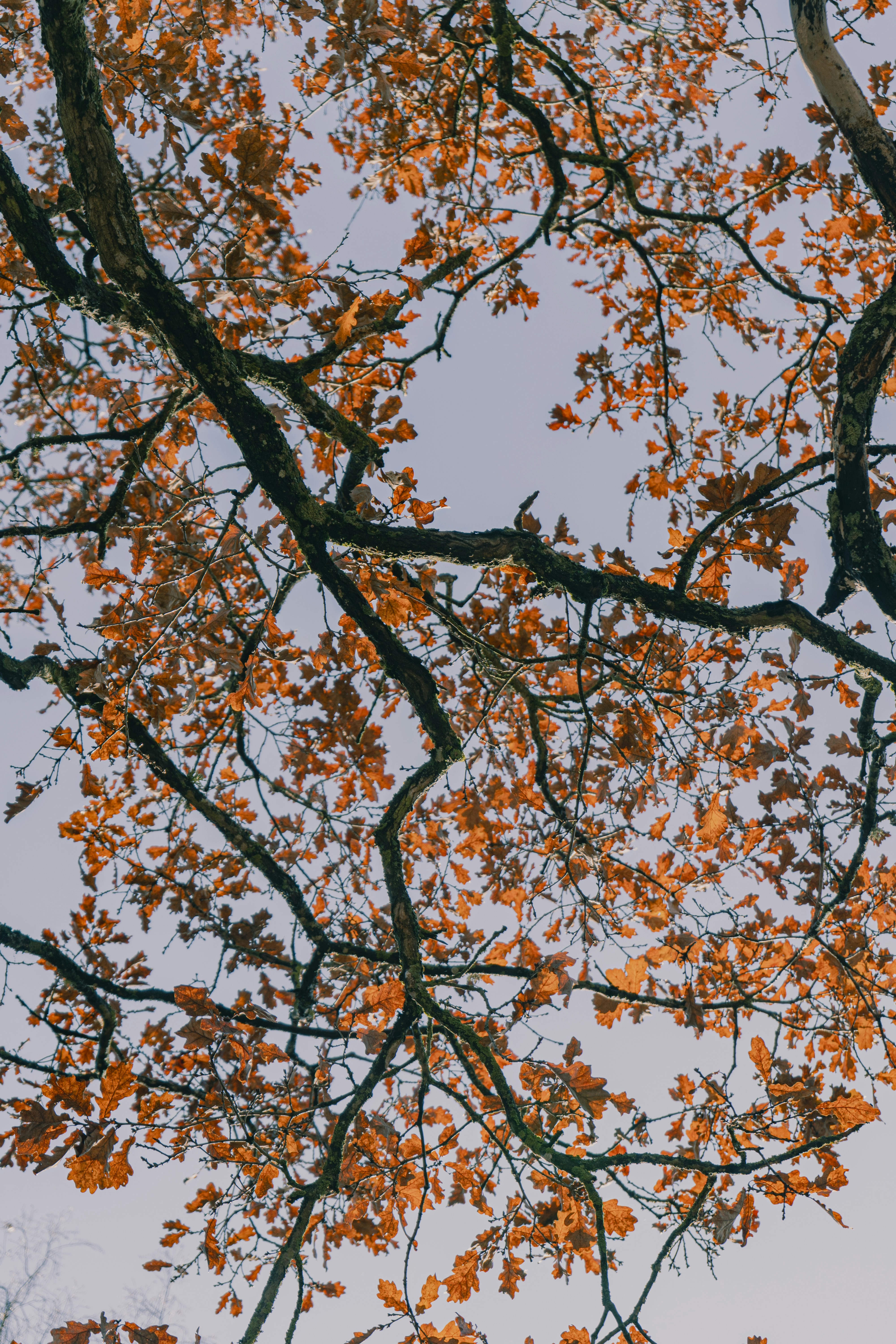 Photo by karthickgislen