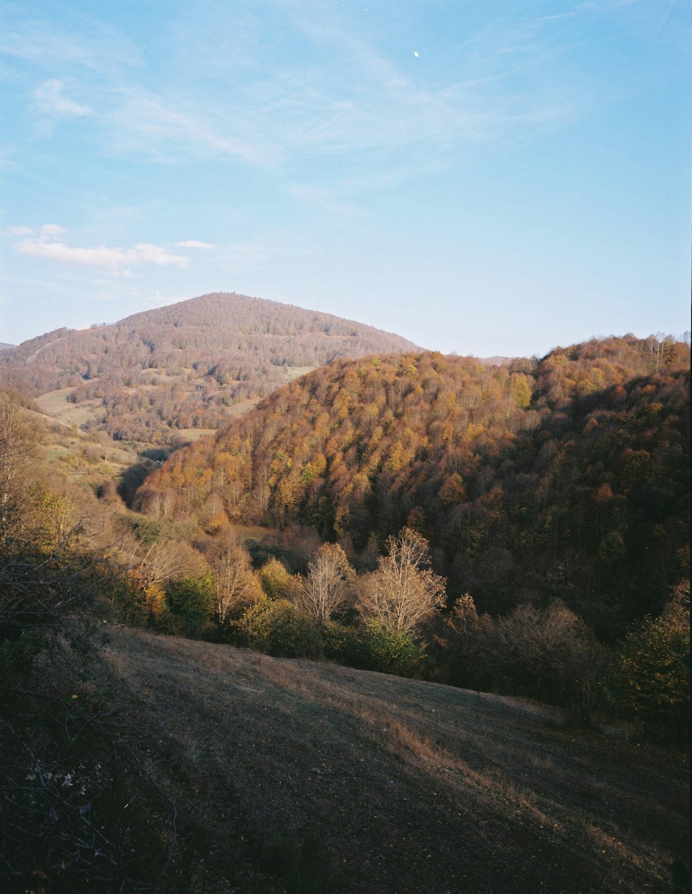 a view of a hillside with trees in the background