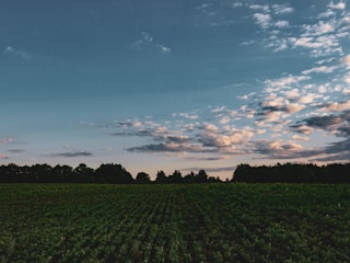 A sprawling soybean field under a clear blue sky at sunrise.