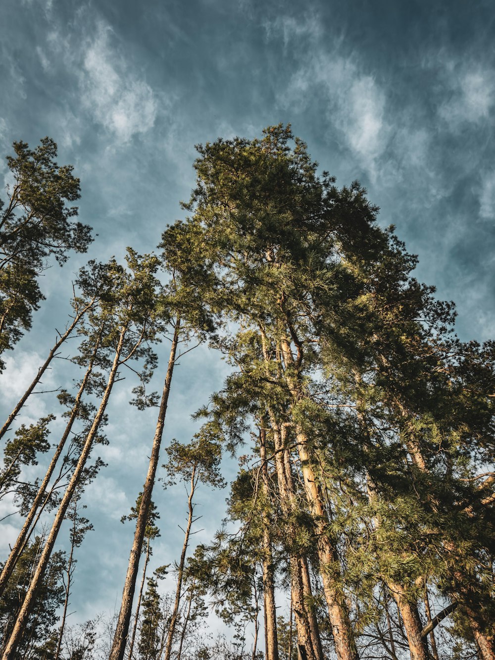 a group of tall trees standing next to each other