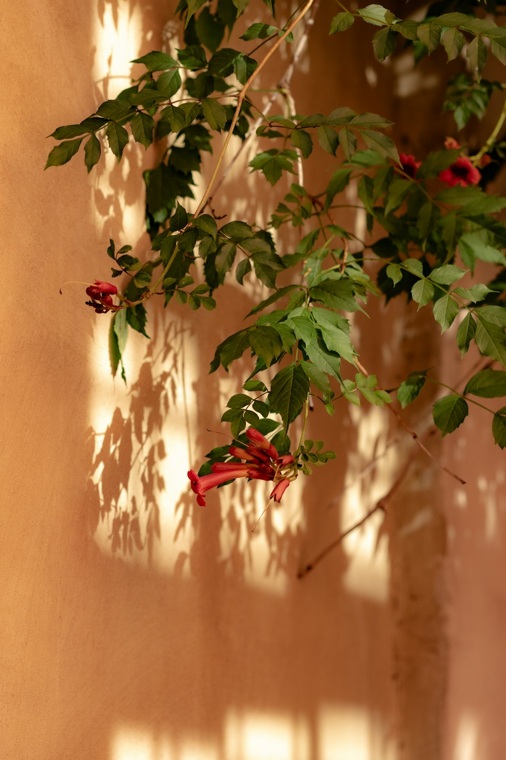 a plant with red flowers and green leaves