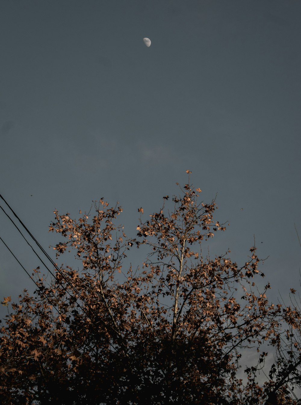 a tree with a half moon in the background