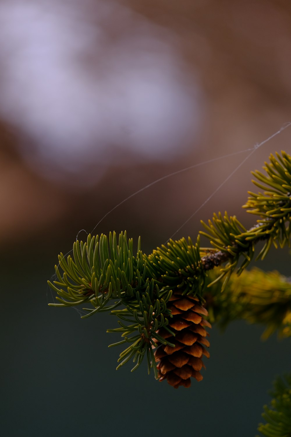 a pine cone hanging from a tree branch