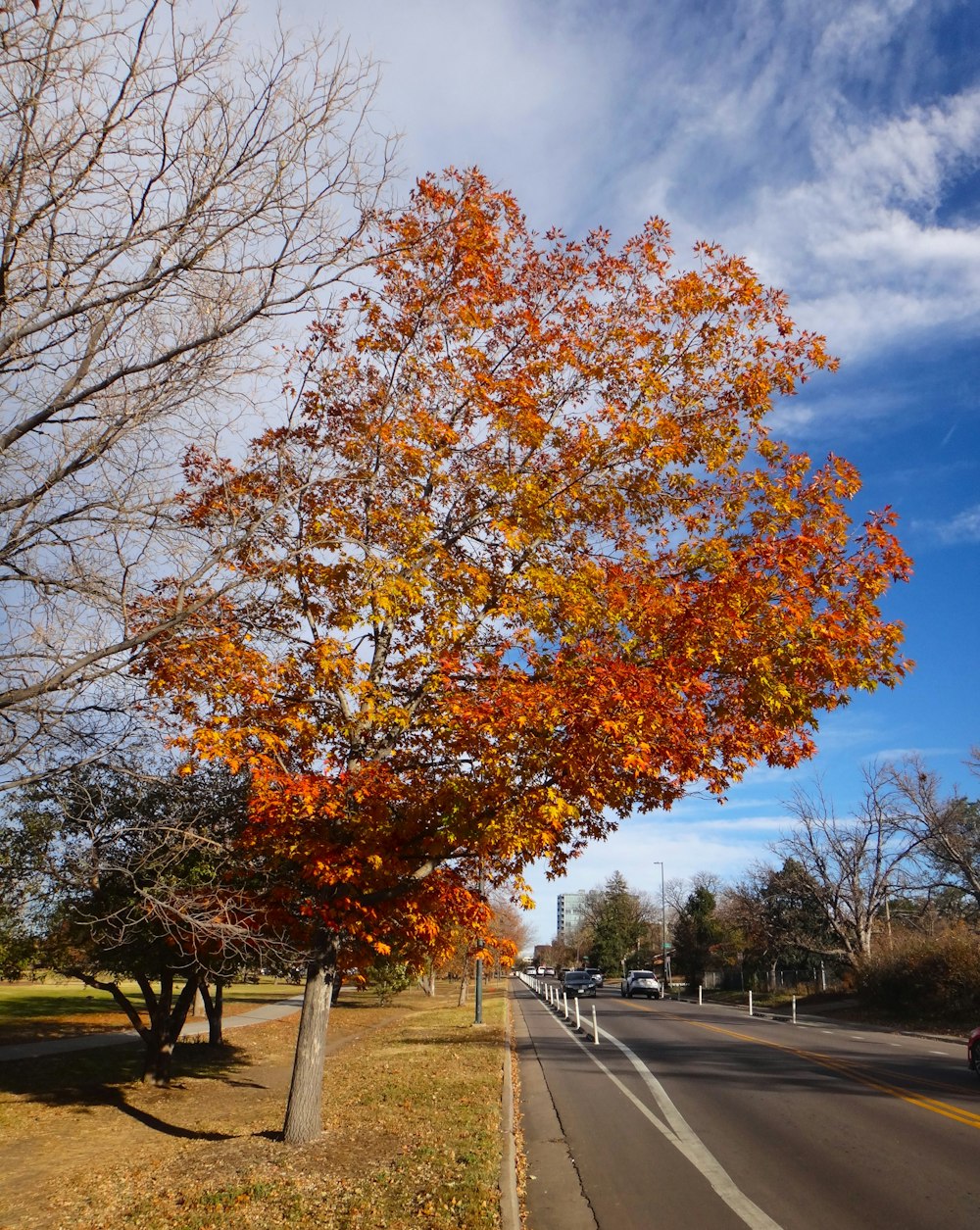 a tree on the side of a road with a blue sky in the background