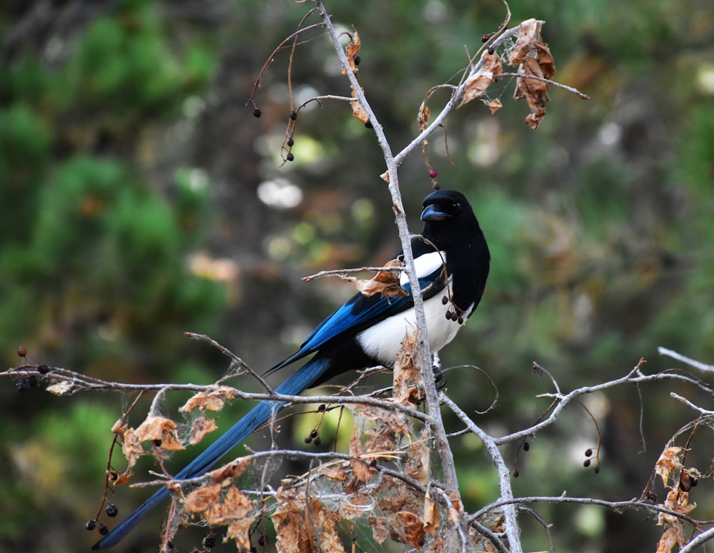 a blue and white bird sitting on top of a tree branch