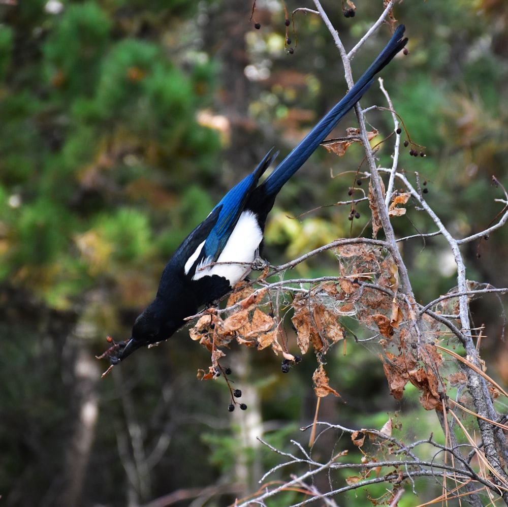a blue and white bird sitting on top of a tree branch