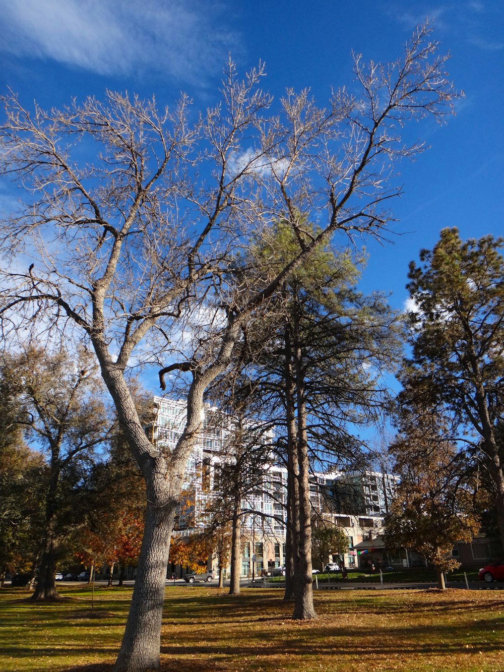 a park with trees and a building in the background