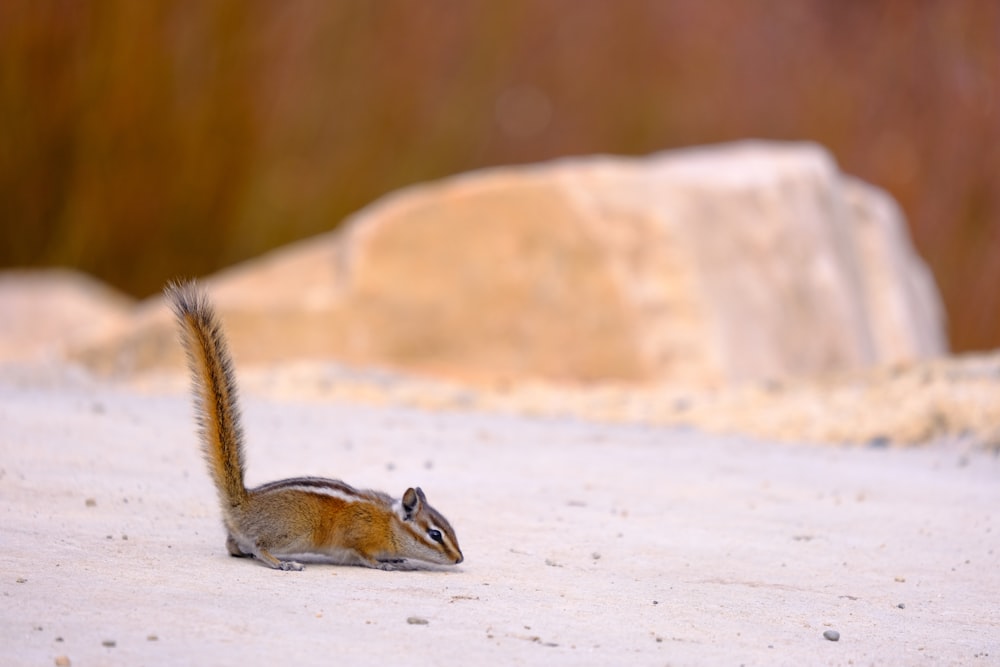 a small squirrel sitting on top of a snow covered ground