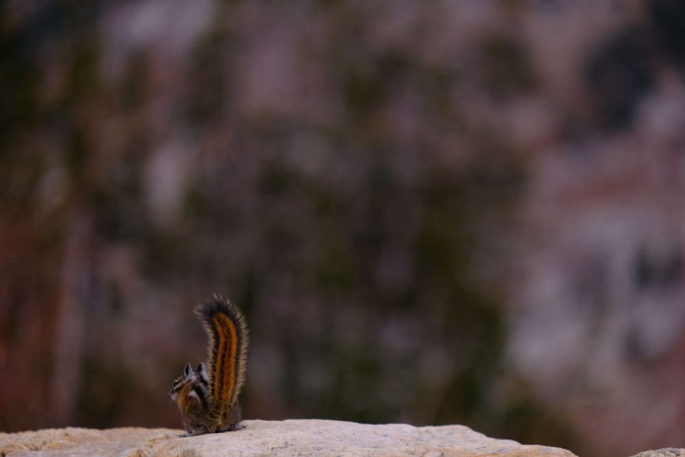 a small bird sitting on top of a rock