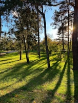 Sunlight filtering through tall trees in a serene park setting.
