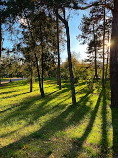 Sunlight filtering through tall trees in a serene park setting.