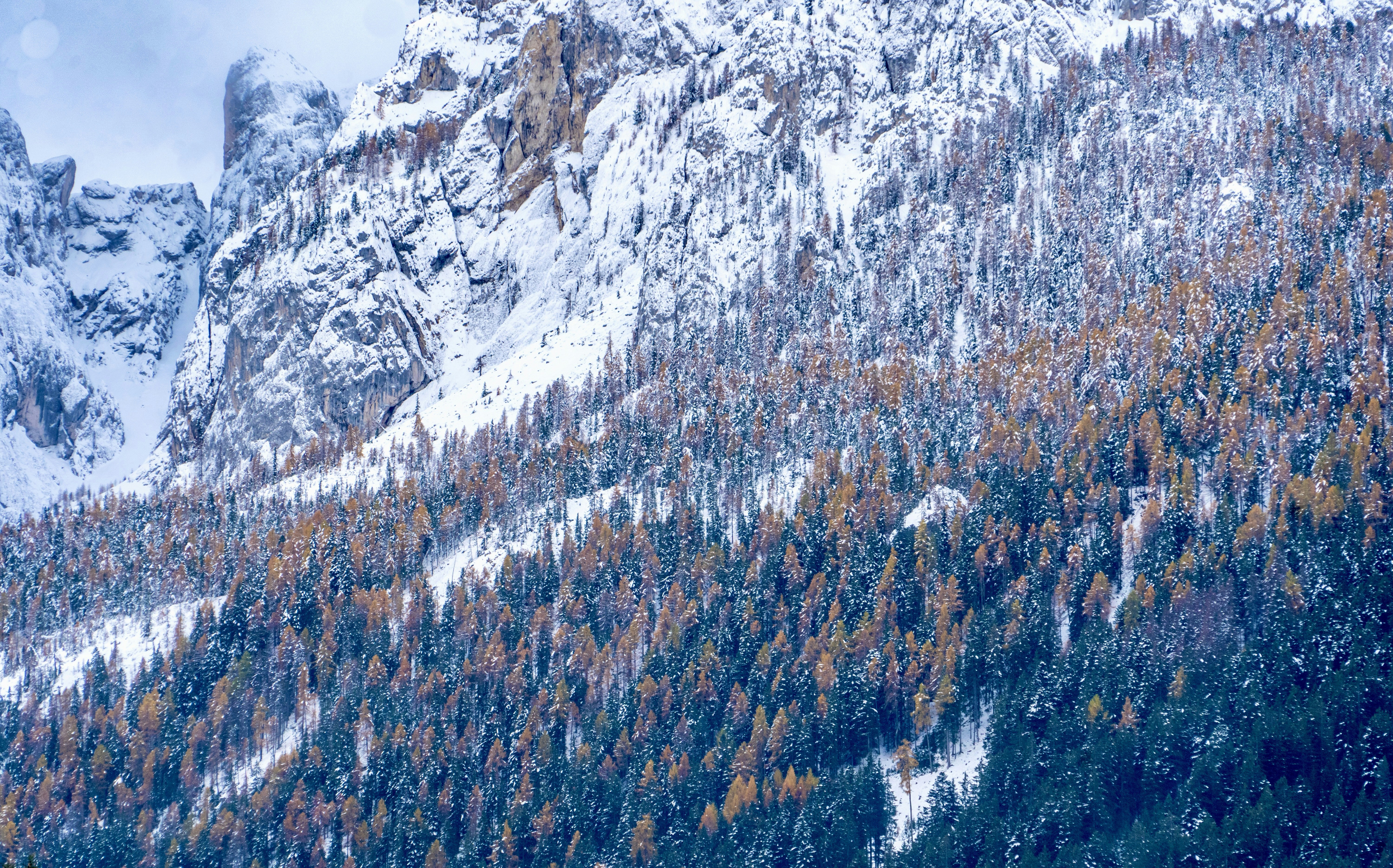a mountain covered in snow and lots of trees