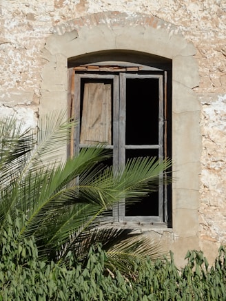a window with a wooden shutter and a palm tree in front of it