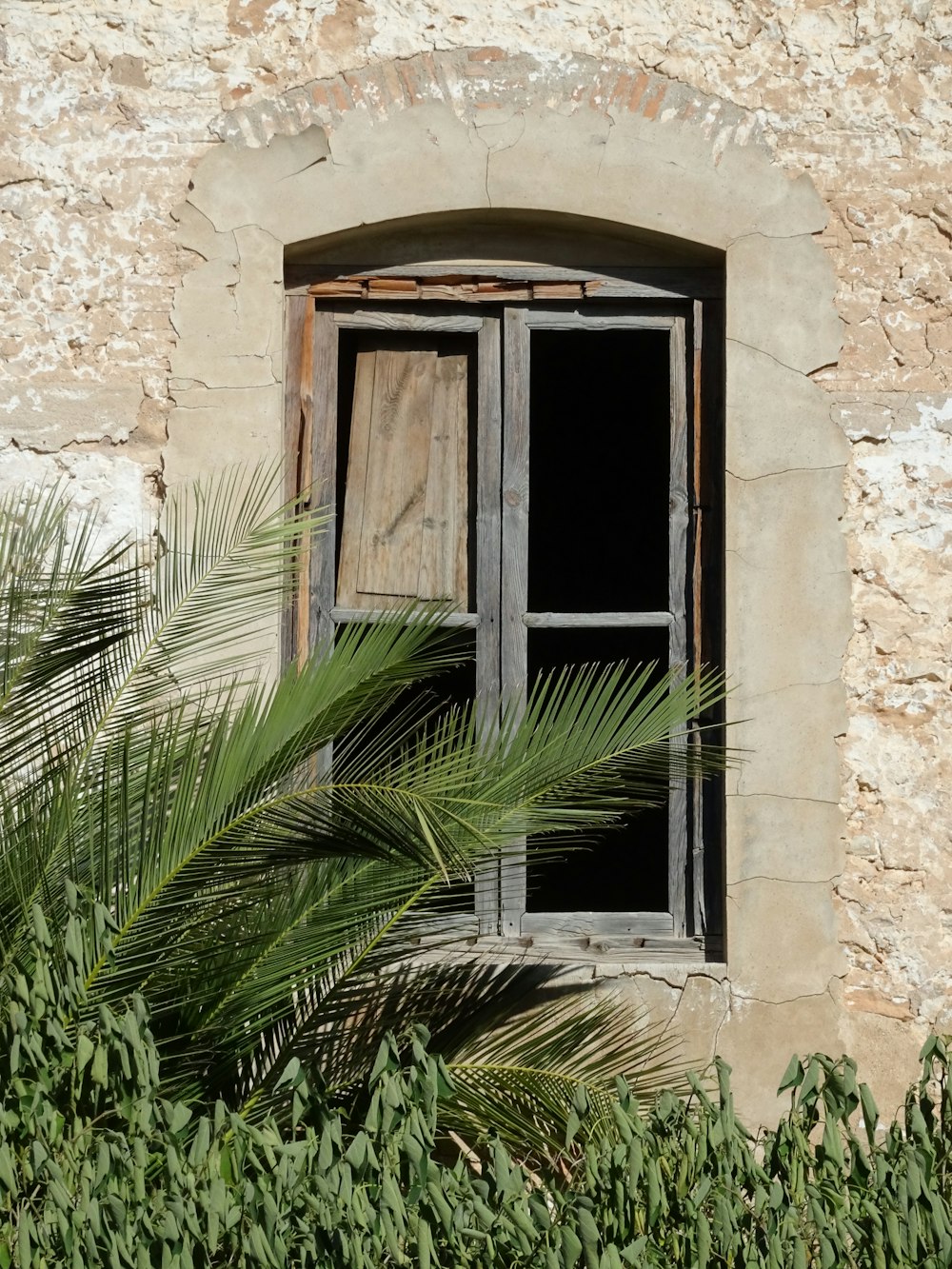 a window with a wooden shutter and a palm tree in front of it