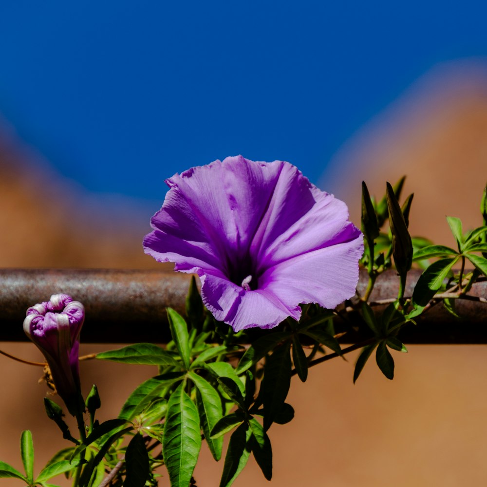 a purple flower sitting on top of a metal bar