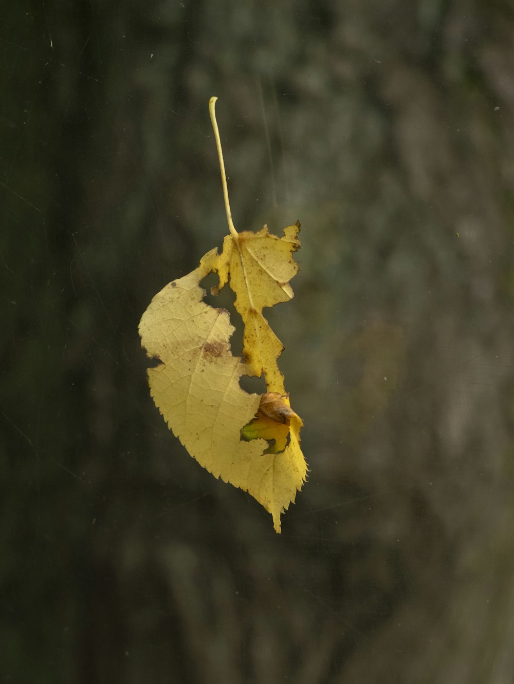 a yellow leaf hanging from a tree branch