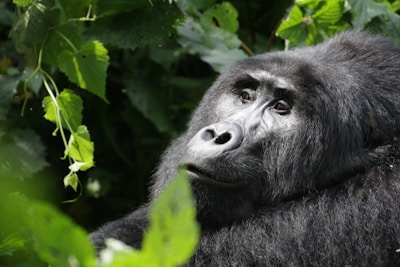 Close-up of a smiling traveler enjoying a gorilla trek in the lush forests of Uganda.