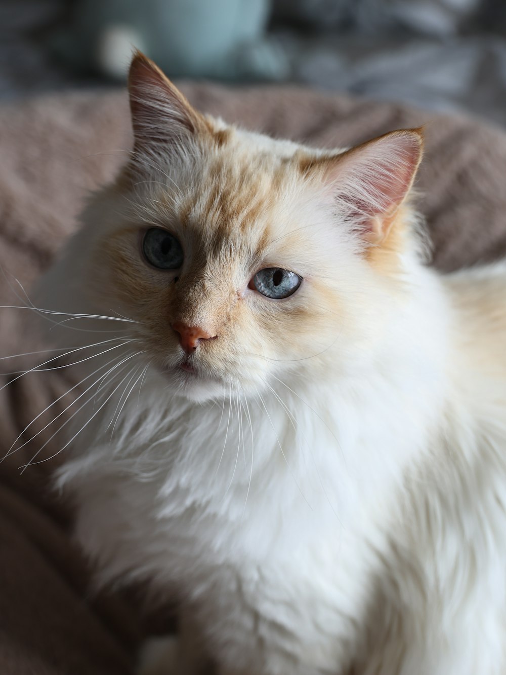 a white cat with blue eyes sitting on a bed