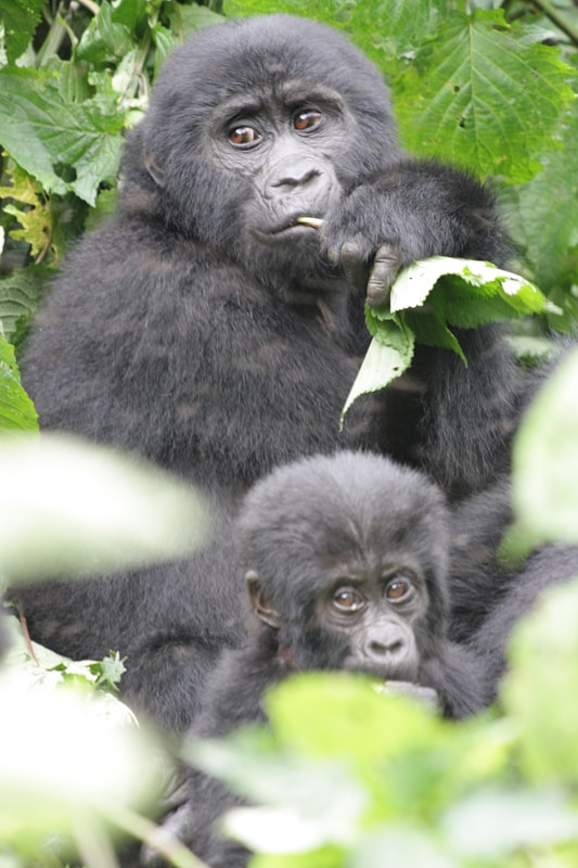 Two gorillas are surrounded by lush green foliage. One gorilla is holding and nibbling on a leaf while looking off into the distance, and the other, smaller gorilla sits close by, appearing to observe the environment.