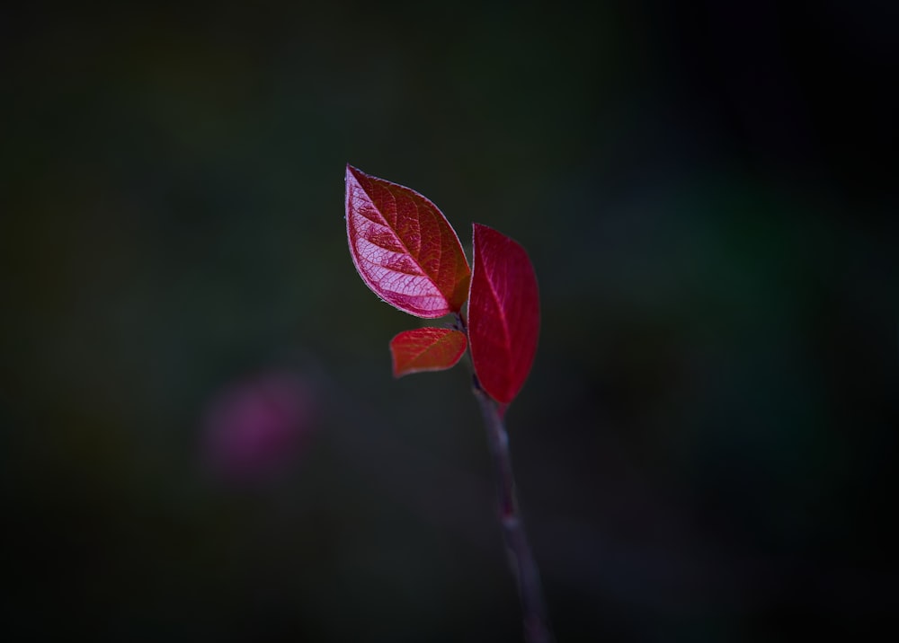 a single red leaf with a blurry background