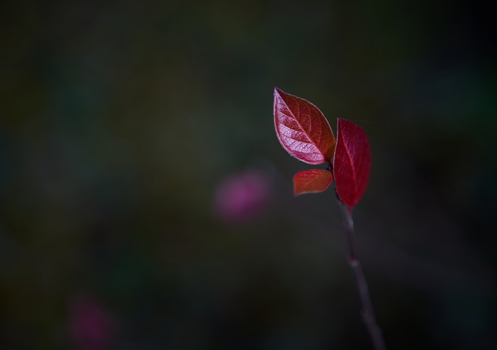 흐릿한 배경이 있는 줄기에 있는 하나의 빨간 잎