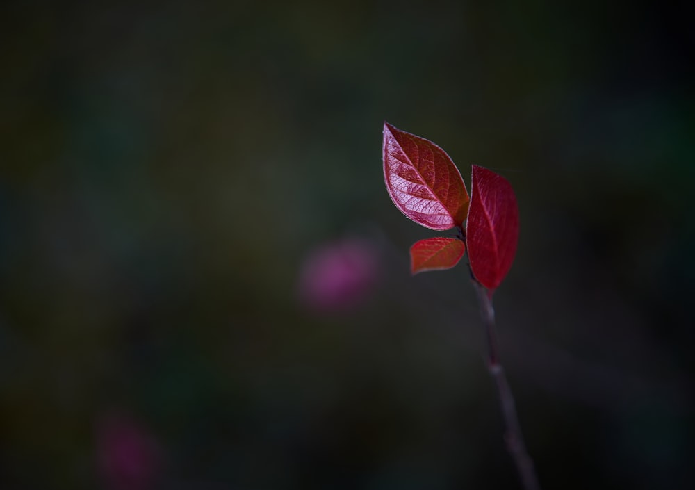 une seule feuille rouge sur une tige avec un fond flou