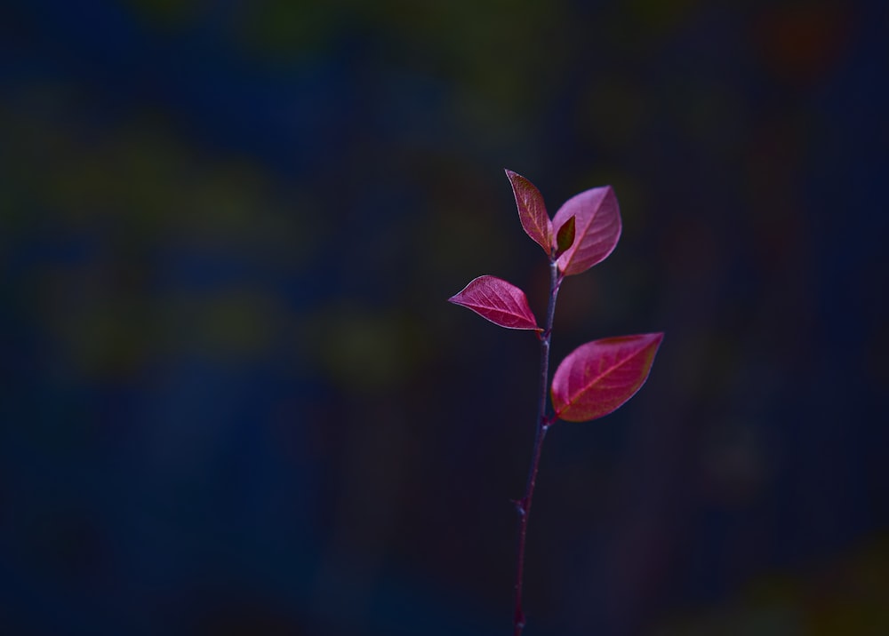 une plante avec des feuilles rouges sur un fond sombre