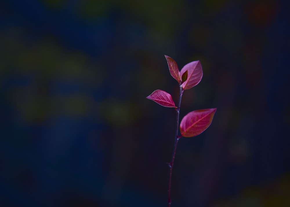 a plant with red leaves on a dark background