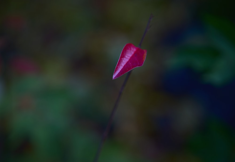 una sola flor roja con un fondo borroso