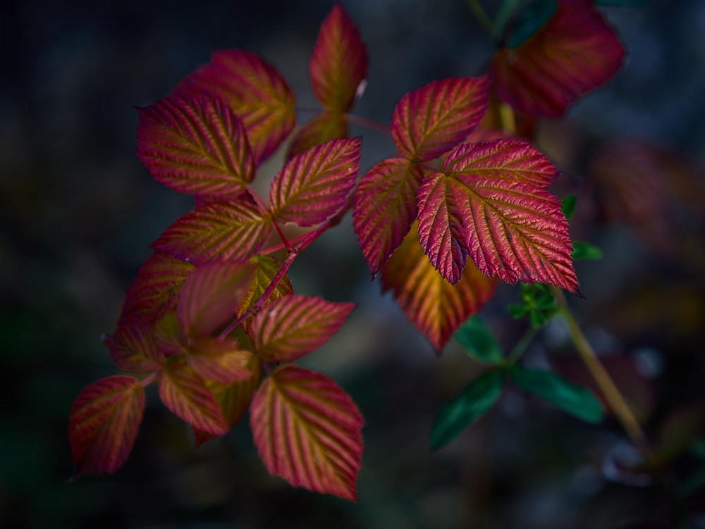um close up de uma planta com folhas vermelhas